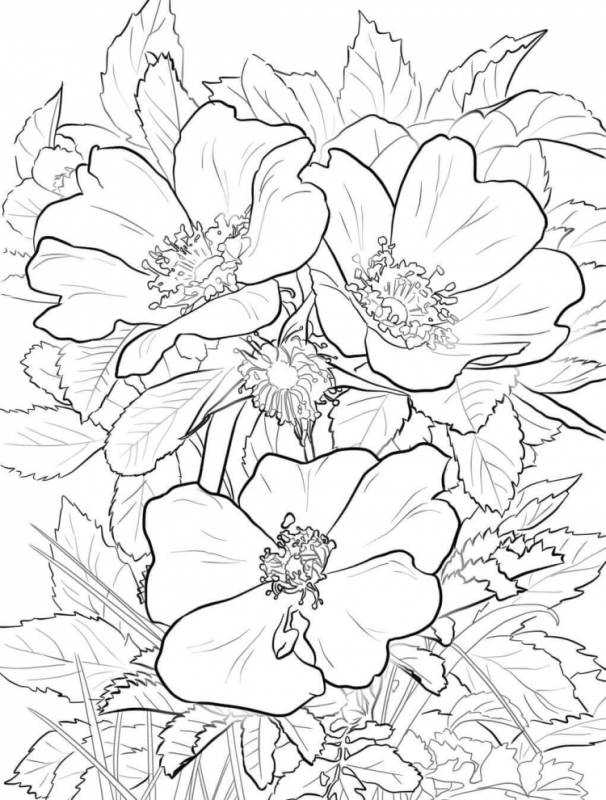 Раскраска антистресс в цвете