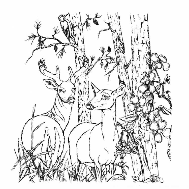 Разукрашки природа и животные