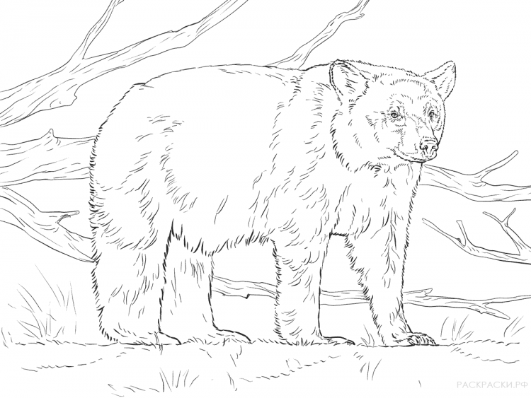 Животные тайги раскраска
