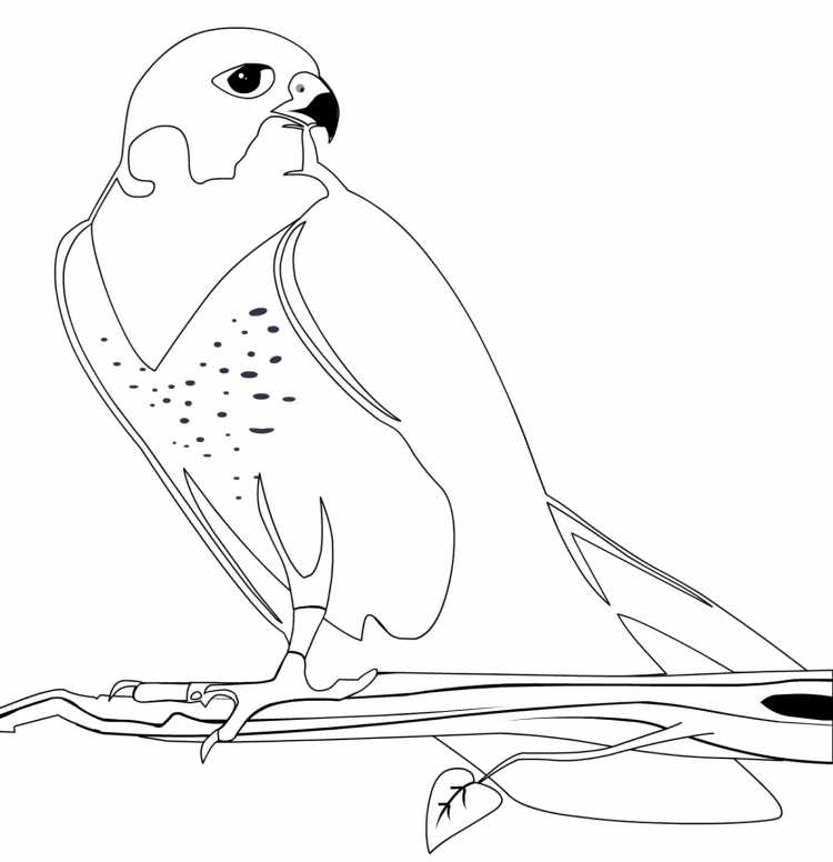 Раскраска Хищные птицы