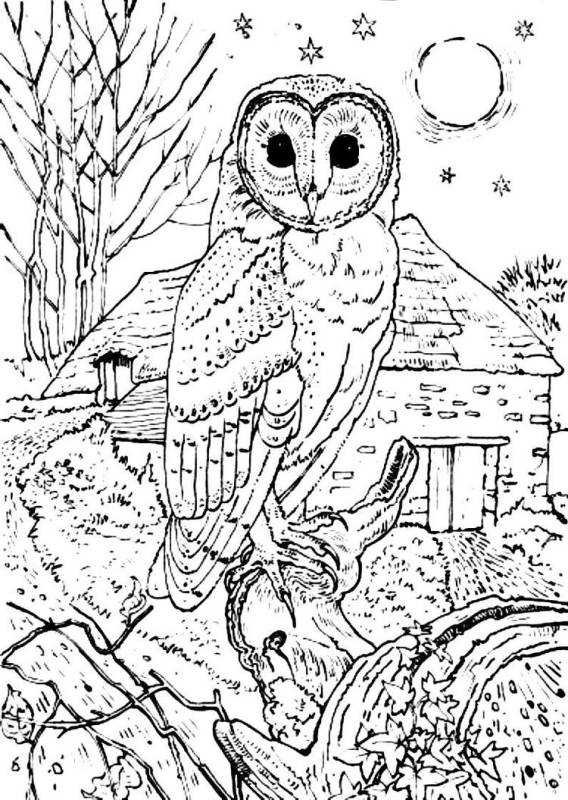 Раскраска Сова на дереве
