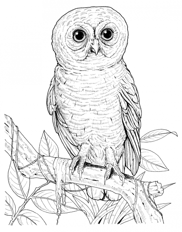 Бородатая неясыть