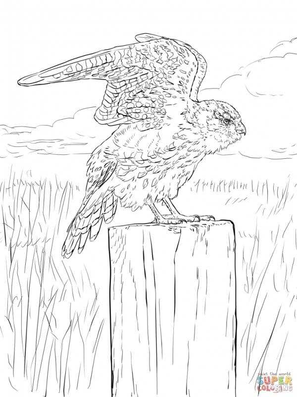 Раскраска пустельга