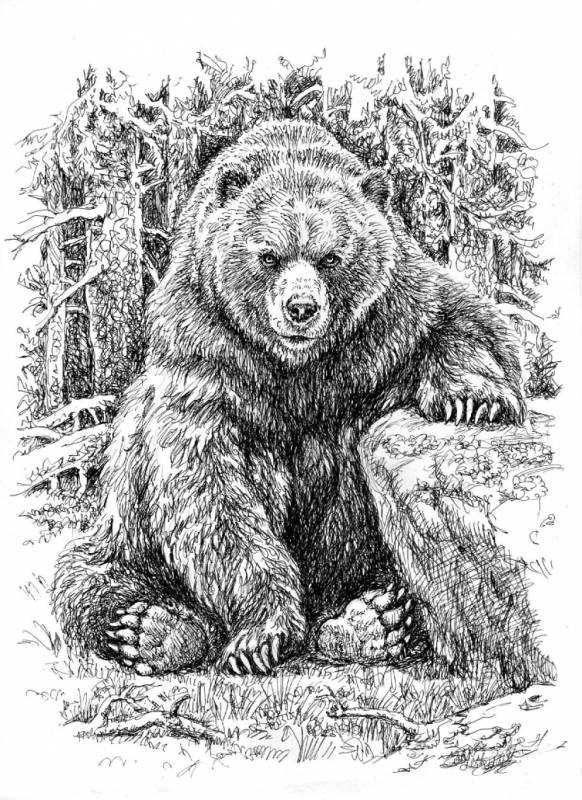 Медведь Графика