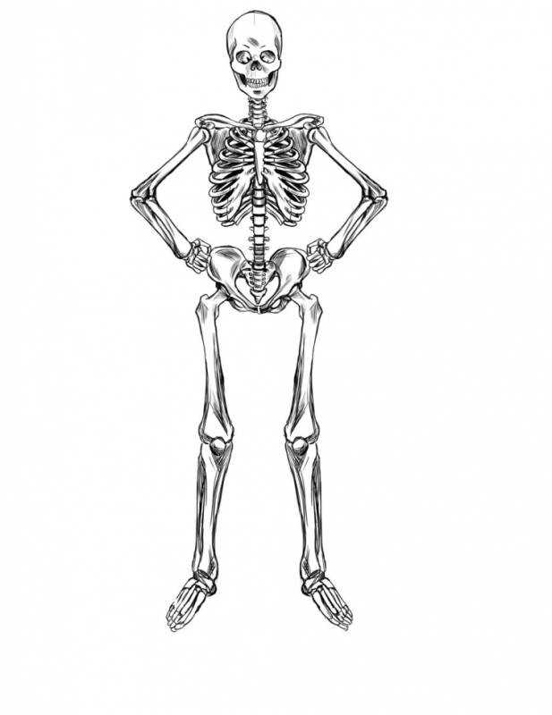Скелет нарисованный четкие линии