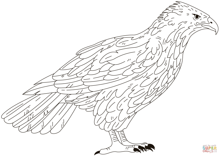 Сокол раскраска для детей