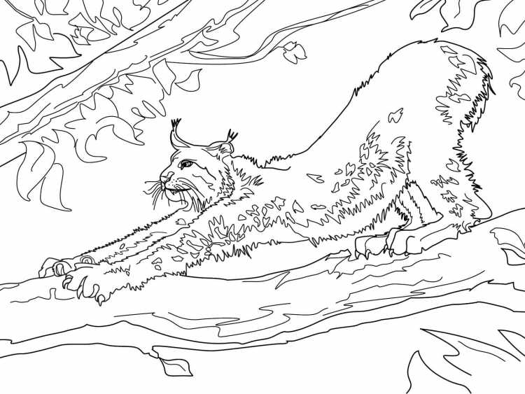 Рысь раскраска