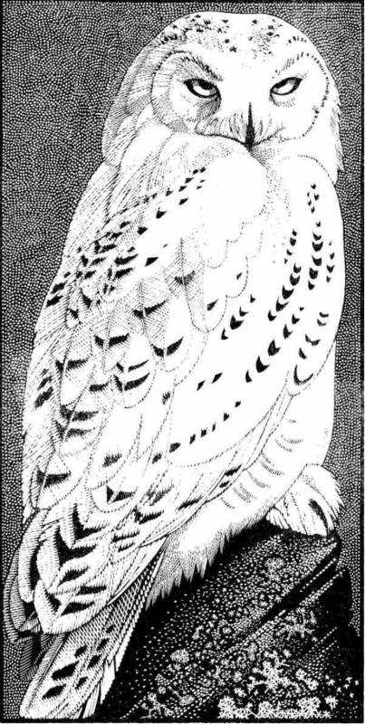 Полярная Сова рисунок