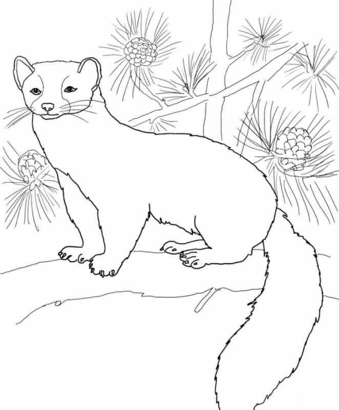 Куница Белогрудка