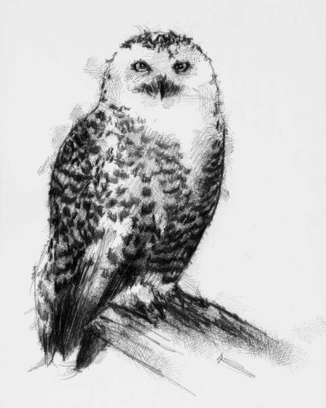 С ручкой Сова