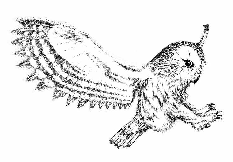 Гарри Поттер Сова Букля раскраска