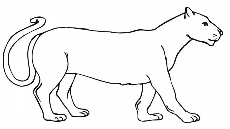 Львица раскраска для детей