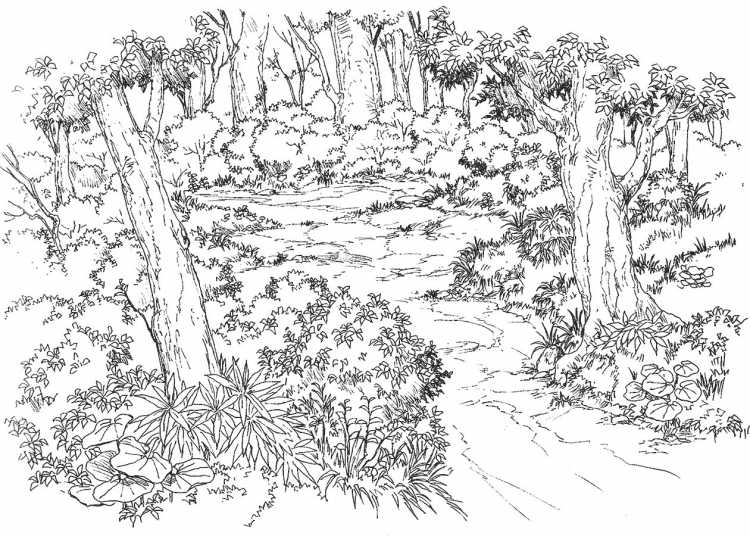 В лесу. Раскраска