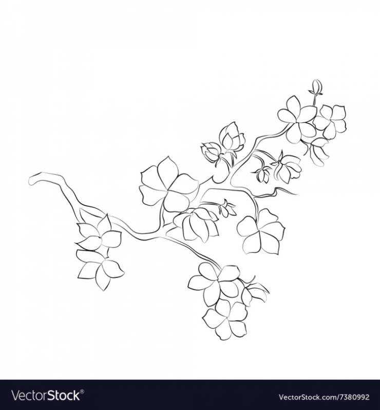 Ветка Сакуры контур