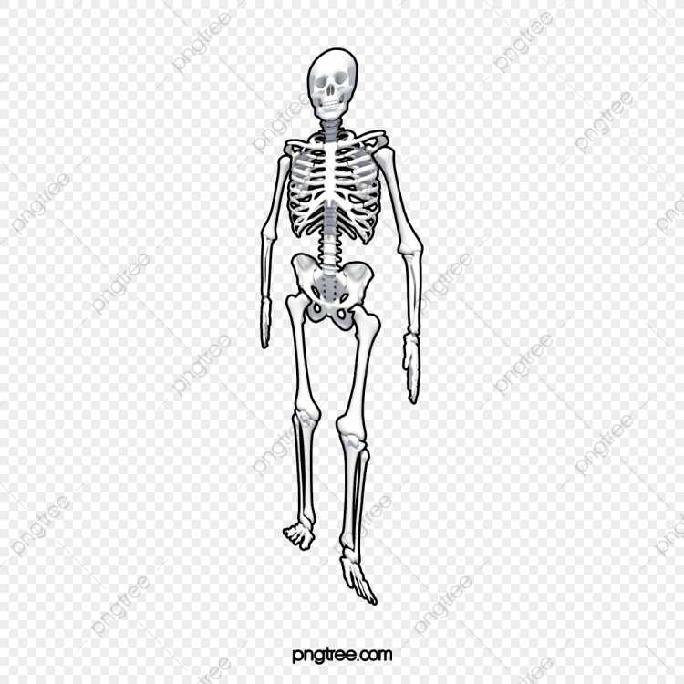 Скелет Кощея