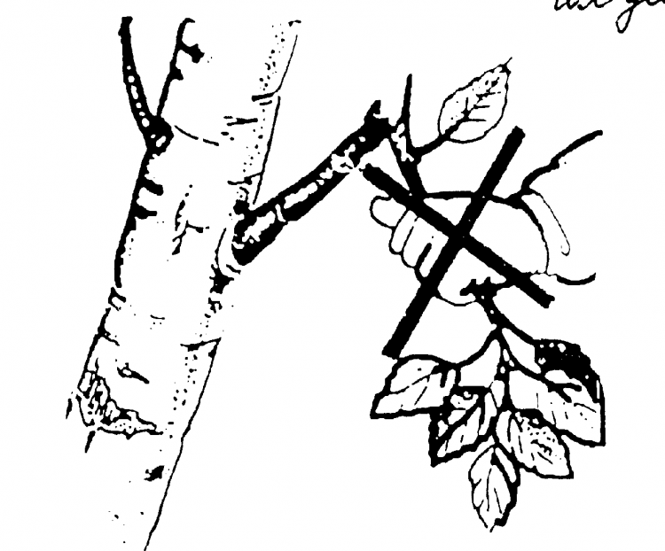 Задания по экологии для дошкольников