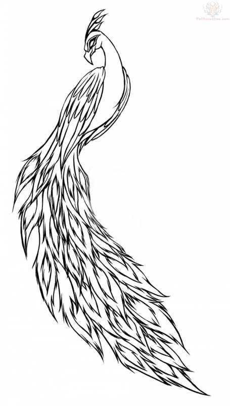 Павлин тату эскиз черно белый