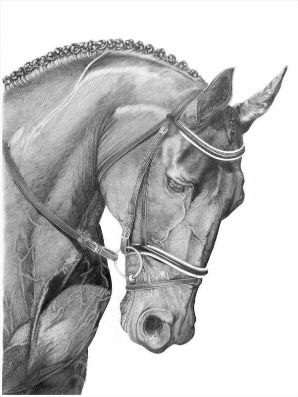 Голова лошади