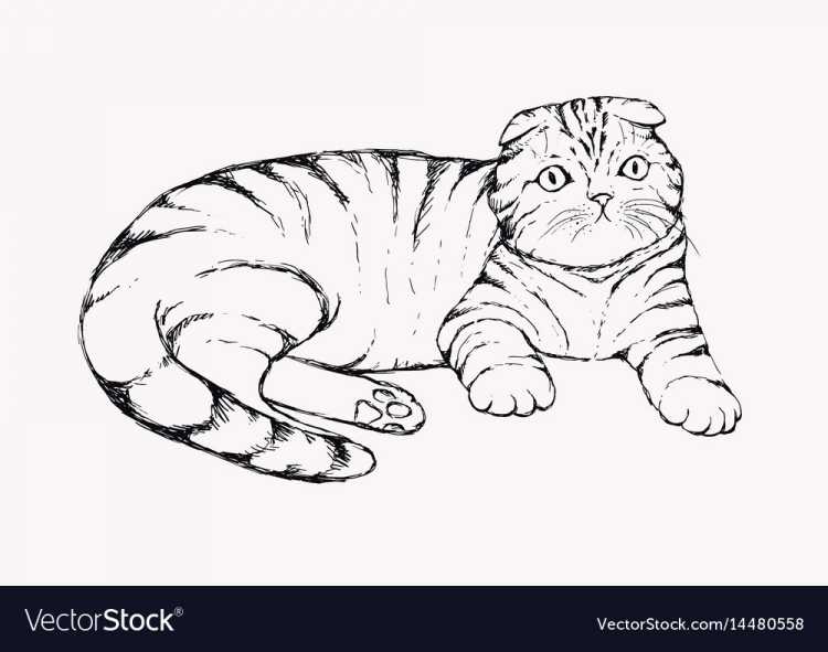 Раскраска вислоухий котёнок