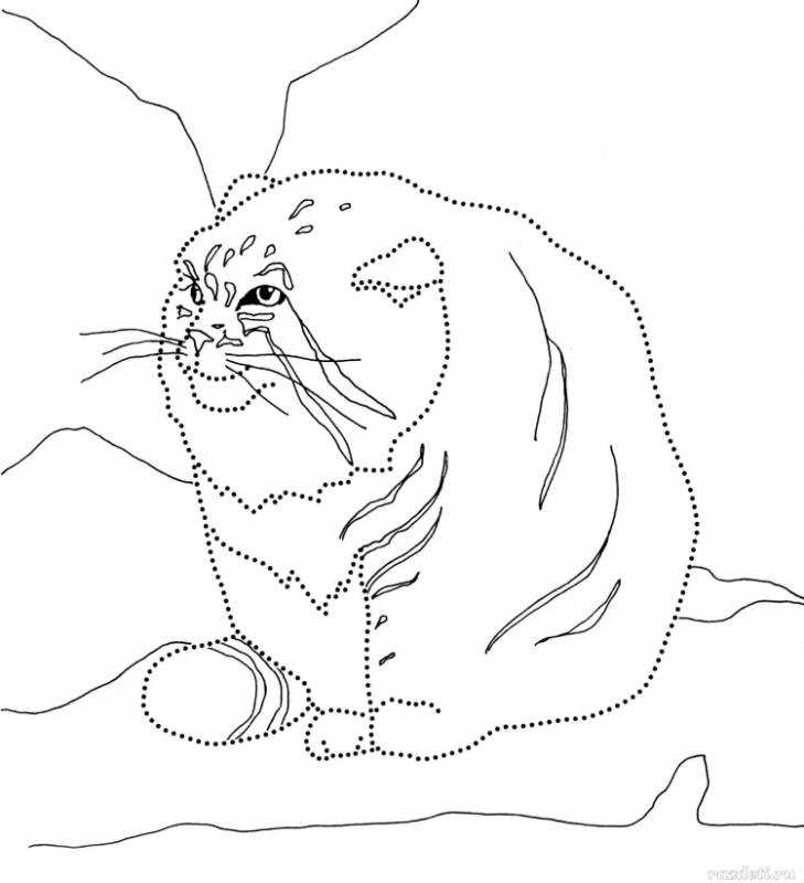 Раскраски коты