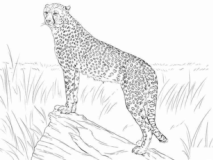 Рысь раскраска для детей