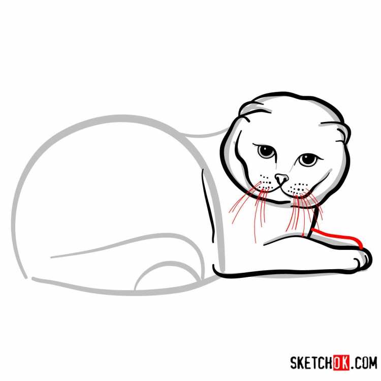 Нарисовать шотландскую вислоухую кошку