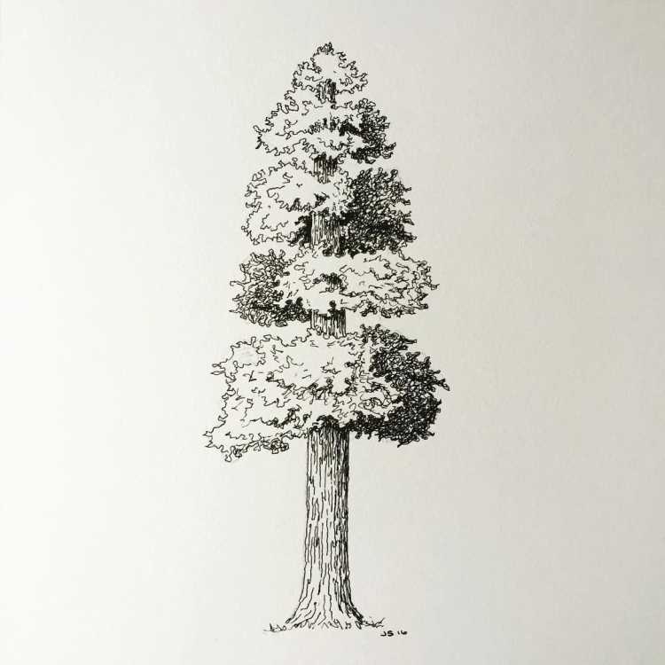 Кедровый орех вектор