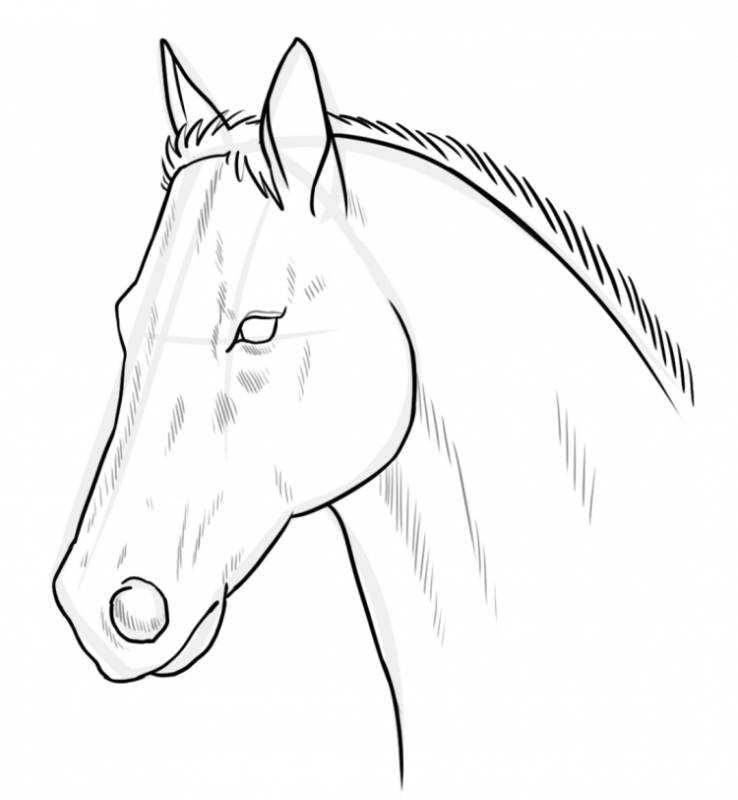 Раскраска лошадь с гривой