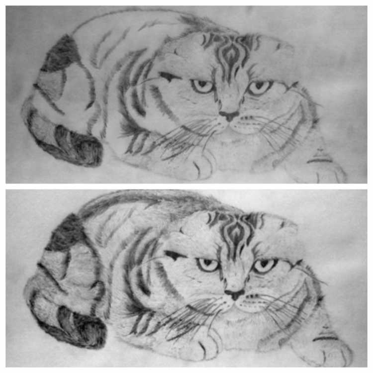 Кот Манул раскраска для детей