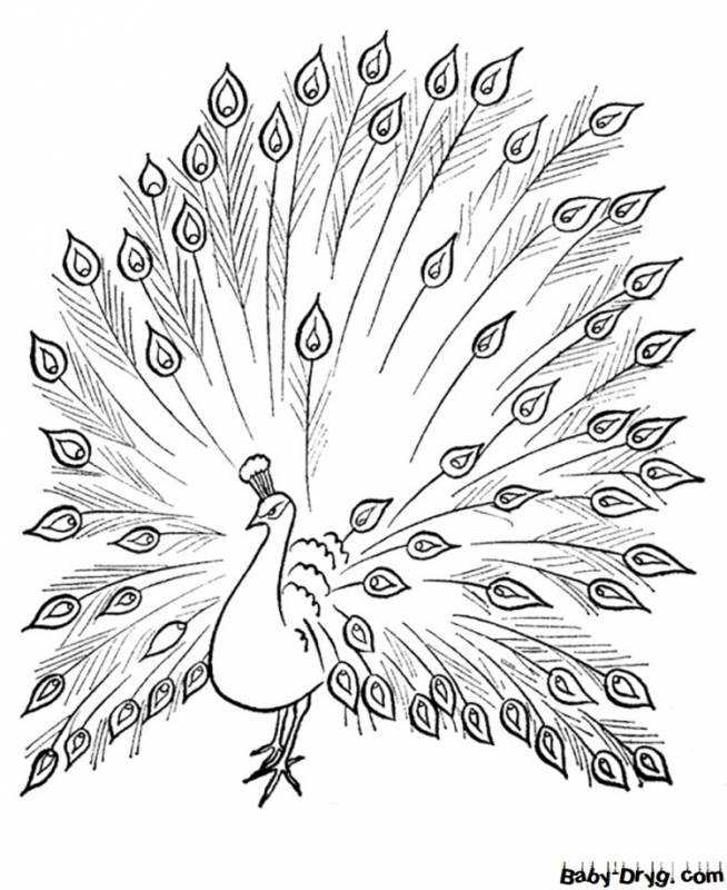 Павлин. Раскраска