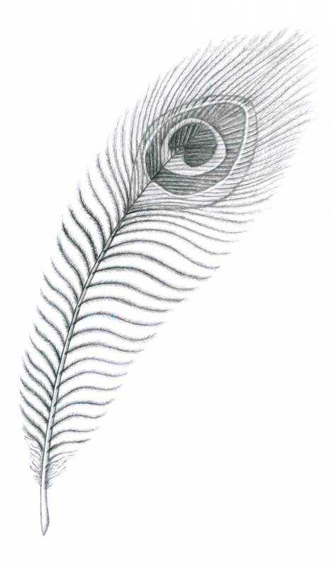 Перышко карандашом