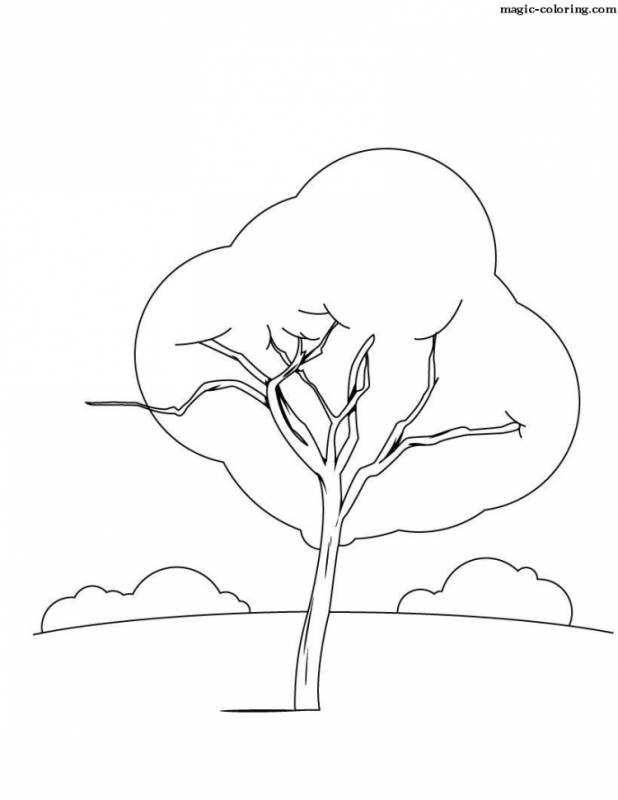 Ветка кедра раскраска