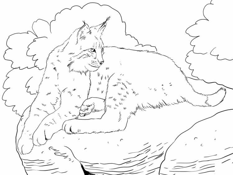 Снежный Барс раскраска для детей