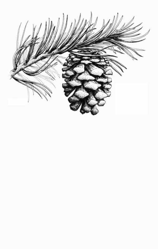 Лиственница Сибирская черно-белая