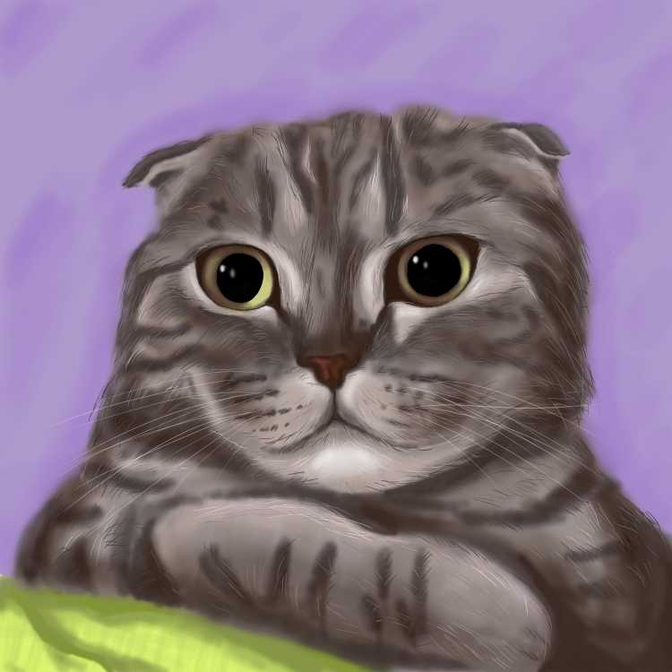 Шотландская вислоухая пейнт