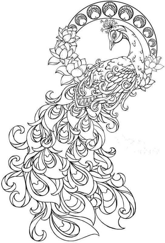 Павлин. Раскраска