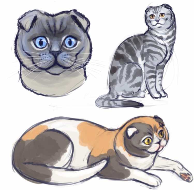 Вислоухий кот карандашом