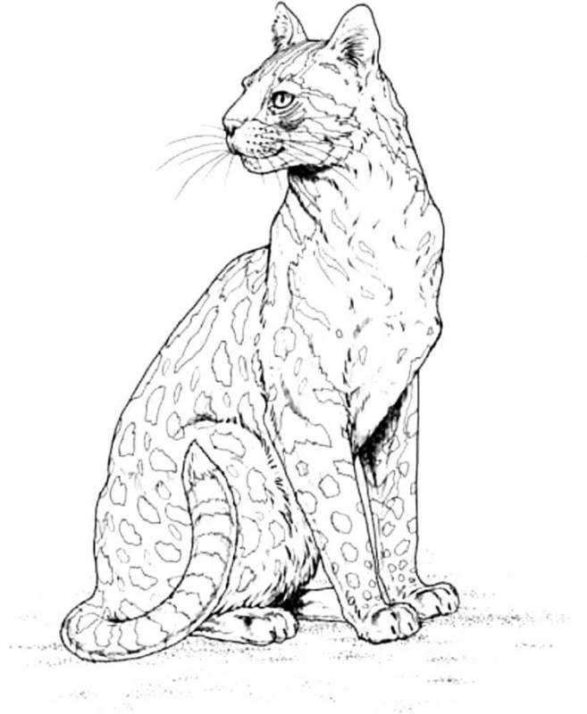 Животное рисунок