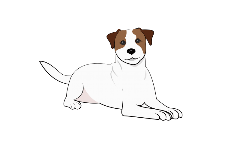 Джек Рассел рисунок