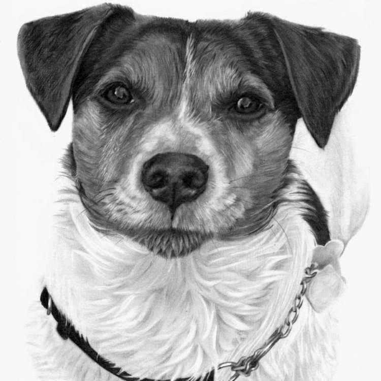 Раскраска Джек Рассел терьер щенок