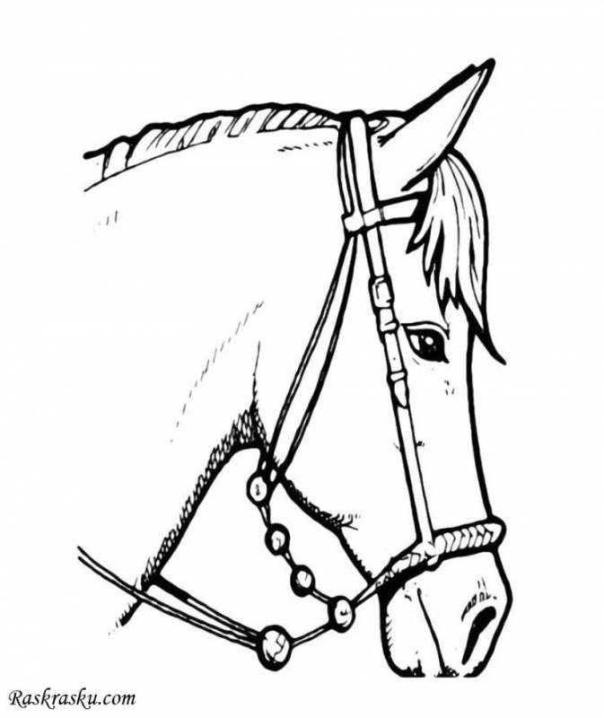 Эскиз головы лошади в профиль