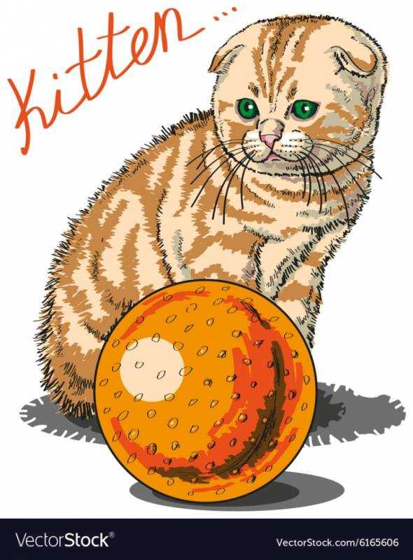 Шотландские а скоттиш -фолд прямоухие