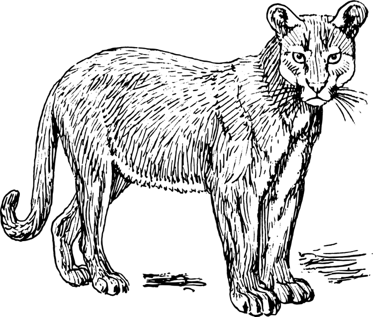 Сервал раскраска