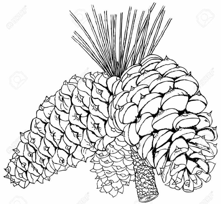 Ветка кедра раскраска