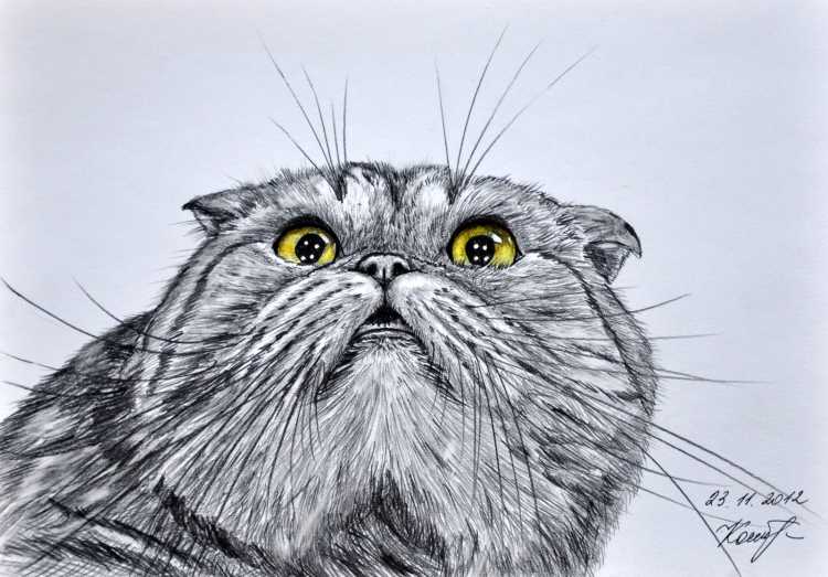 Арты вислоухих кошек