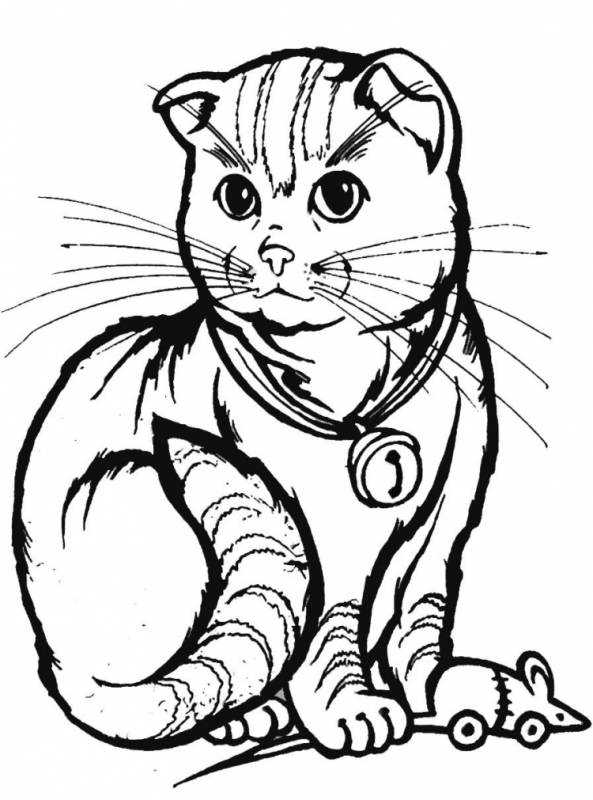 Раскраска вислоухий кот