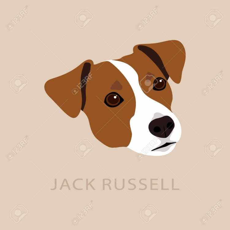 Щенок Джек Рассел раскраска