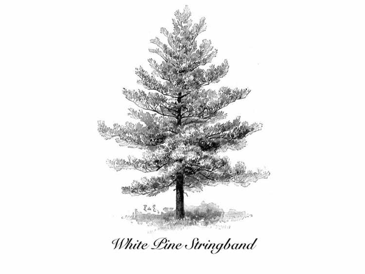 Хвойные деревья в графике