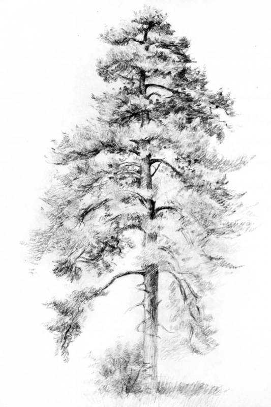 Кедр дерево эскиз
