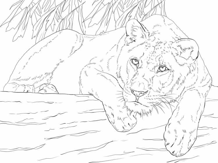 Раскраски животные Дикие кошки каракал